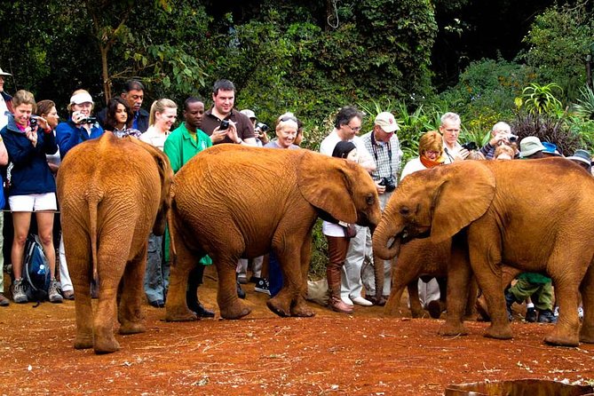 Nairobi National Park, Elephant Orphanage, Giraffe Centre,Karen Blixen Day Tour - Reviews