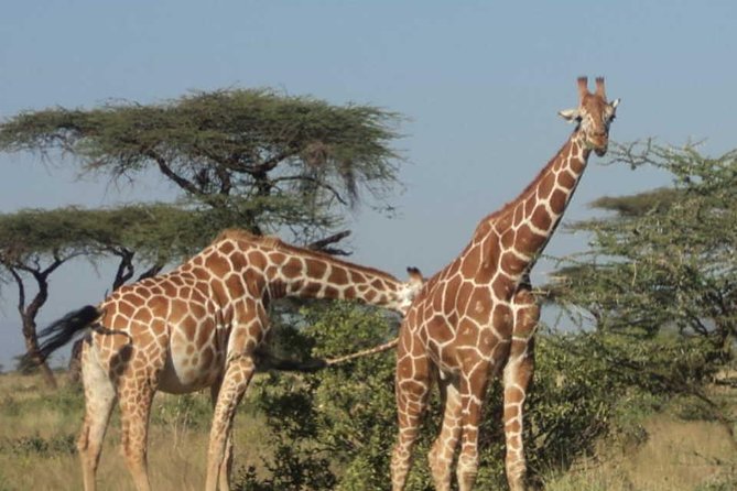 Nairobi National Park, Elephant Orphanage, Giraffe Centre,Karen Blixen Day Tour - Nairobi National Park
