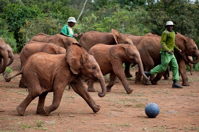 Nairobi National Park, Elephant Orphanage, Giraffe Centre,Karen Blixen Day Tour - David Sheldrick Elephant Orphanage