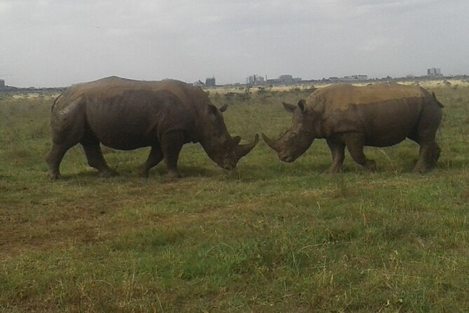 Nairobi National Park Game Drive. Free Airport Pick / Drop Off. - Included in the Tour