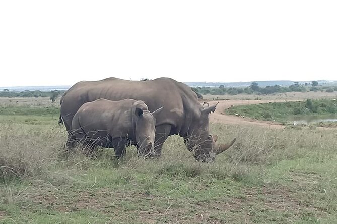 Nairobi National Park Game Drive. Free Airport Pick / Drop Off. - Logistical Information