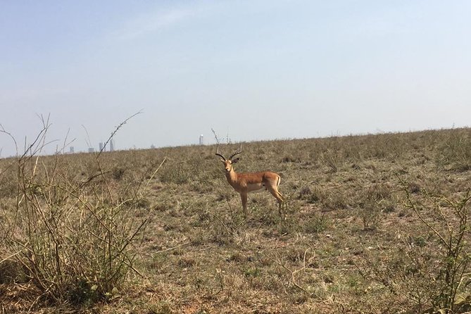 Nairobi National Park Game Drive. Free Airport Pick / Drop Off. - Reviews and Ratings