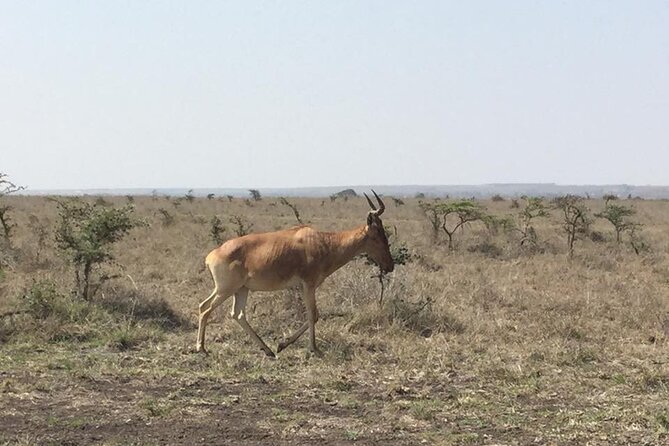 Nairobi National Park Game Drive. Free Airport Pick / Drop Off. - Transportation and Accessibility