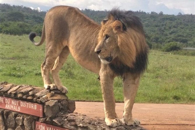 Nairobi National Park Game Drive. Free Airport Pick / Drop Off. - Cancellation and Refund Policy