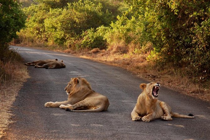Nairobi National Park Game Drive With Free Pick Up Group Joining - Inclusions