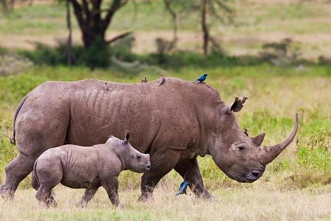 Nairobi National Park Game Drive With Free Pick Up Group Joining - Pickup Information