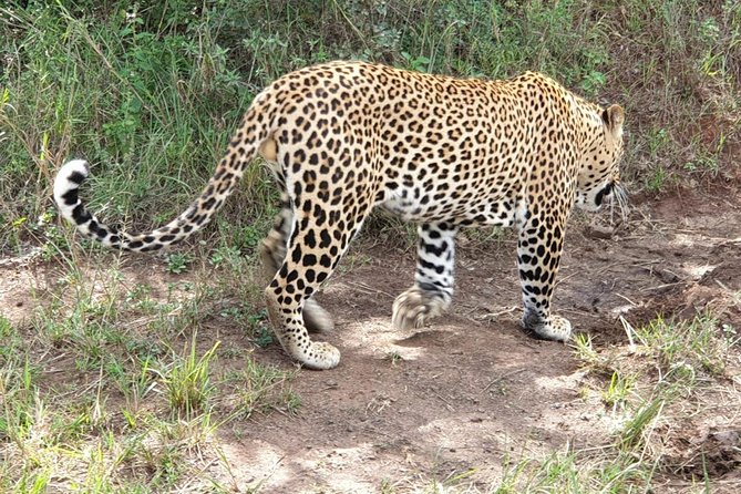 Nairobi National Park Game Drive With Free Pick Up Group Joining - Accessibility and Participation