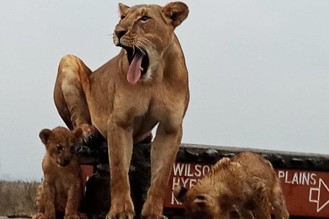 Nairobi National Park Game Drive With Free Pick Up Group Joining - Reviews and Feedback