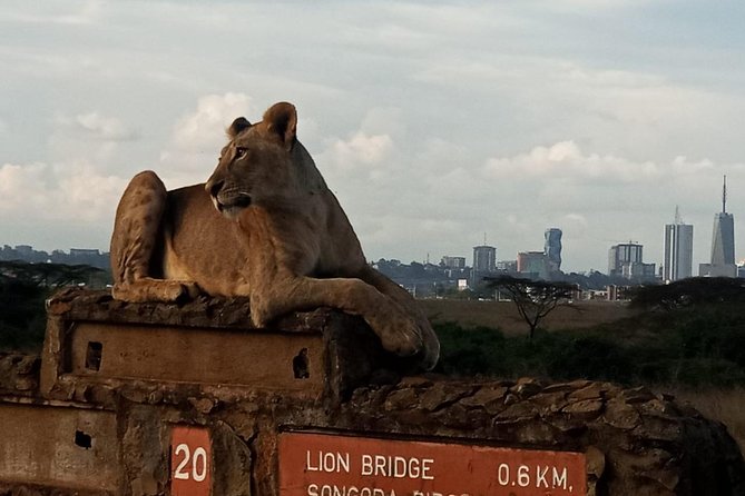 Nairobi National Park Game Drive With Free Pick Up Group Joining - Pricing and Admission Fees