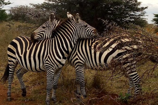 Nairobi National Park Game Drive With Free Pick Up Group Joining - Wildlife Sightings