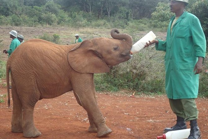 Nairobi National Park, Giraffe Center and Elephant Orphanage Day Tour From Nairobi - Transportation Details