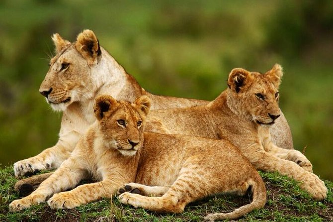 Nairobi National Park, Giraffe Center & Karen Blixen Museum - Exploring Nairobi National Park