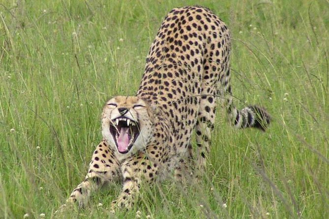 Nairobi National Park, Giraffe Center & Karen Blixen Museum - Inclusions and Pricing