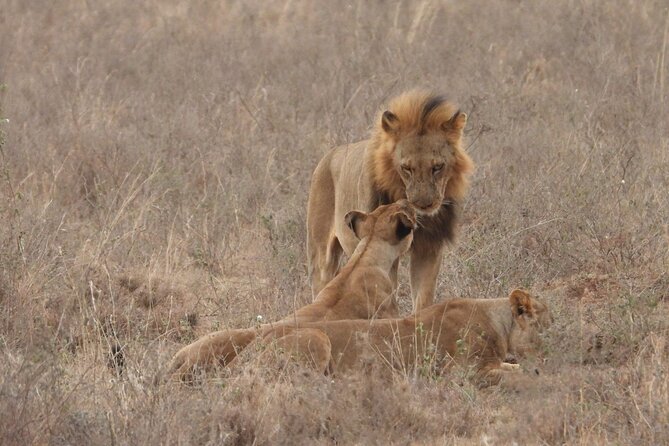 Nairobi National Park Group Shared Tour - Meeting and Pickup