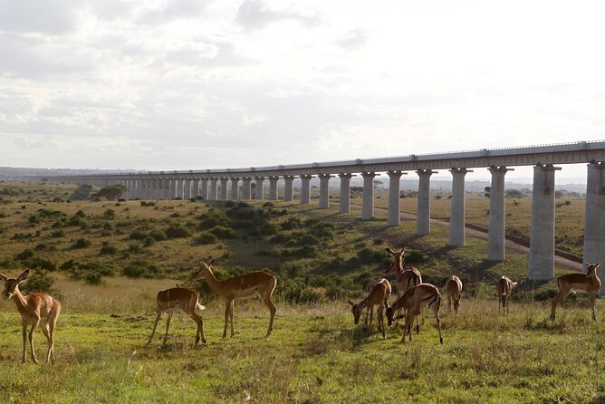 Nairobi National Park Group Shared Tour - Highlights