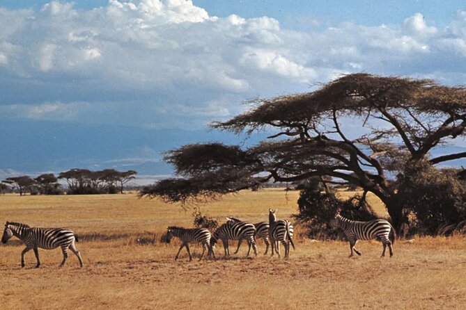 Nairobi National Park Group Tour - Tour Schedule