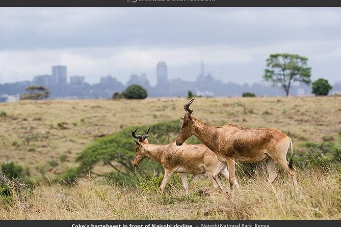 Nairobi National Park Group Tour - Accessibility and Participation