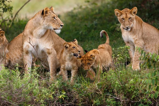 Nairobi National Park Guided Half Day Tour Game Drive- FREE WIFI - Inclusions and Accessibility