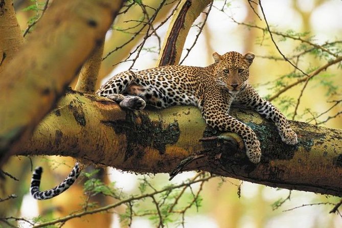 Nairobi National Park Guided Half Day Tour Game Drive- FREE WIFI - Positive Guest Experiences