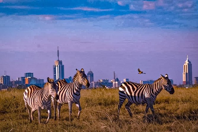 Nairobi National Park Guided Half Day Tour Game Drive- FREE WIFI - Potential Concerns