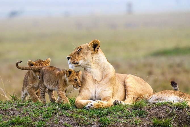 Nairobi National Park Guided Half Day Tour Game Drive- FREE WIFI - Pickup and Payment Details
