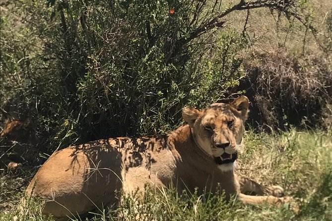 Nairobi National Park Guided Half Day Tour Game Drive- FREE WIFI - Operator and Responsiveness