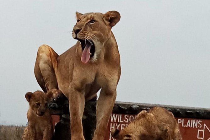 Nairobi National Park Guided Half Day Tour Game Drive- FREE WIFI - Park Fees and Entry Process