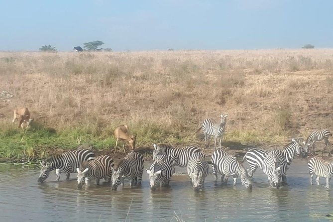 Nairobi National Park Guided Half Day Tour Game Drive- FREE WIFI - Convenient Wildlife Experience