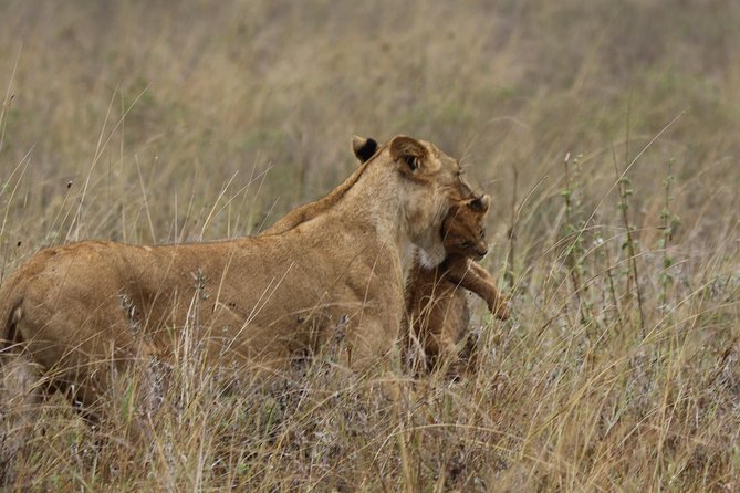 Nairobi National Park Guided Tour - SAFIRI WARRIORS Tour Overview