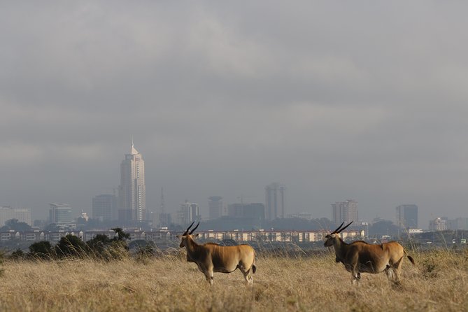 Nairobi National Park Guided Tour - Tour Inclusions and Accessibility
