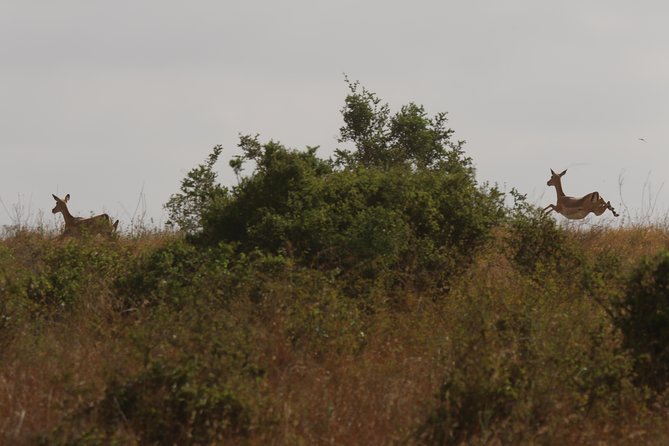 Nairobi National Park Guided Tour - Wildlife and Landscape Highlights