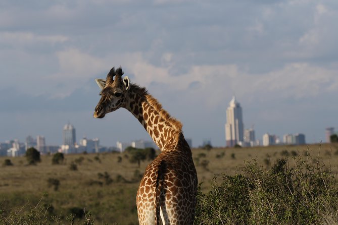 Nairobi National Park Guided Tour - Booking and Cancellation Policy