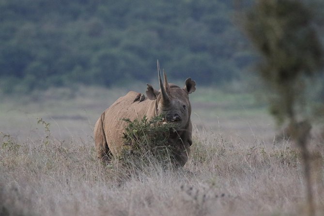 Nairobi National Park Guided Tour - Traveler Reviews and Ratings