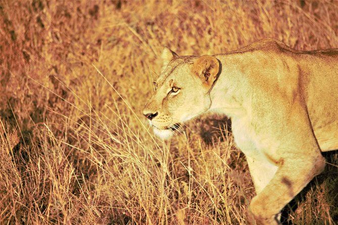 Nairobi National Park Half Day Tour - Pricing and Guarantee