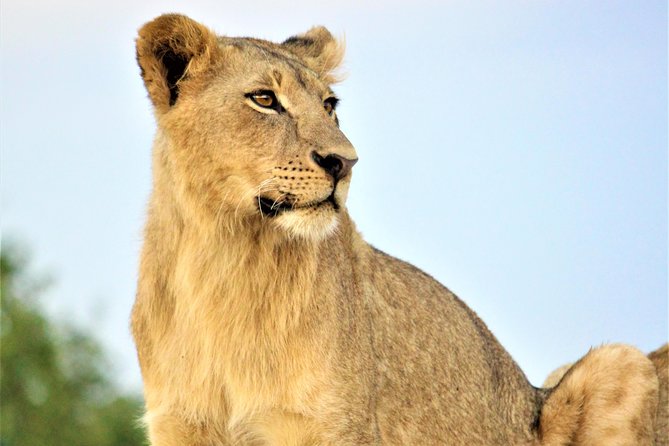 Nairobi National Park Half Day Tour - Private Tour Details