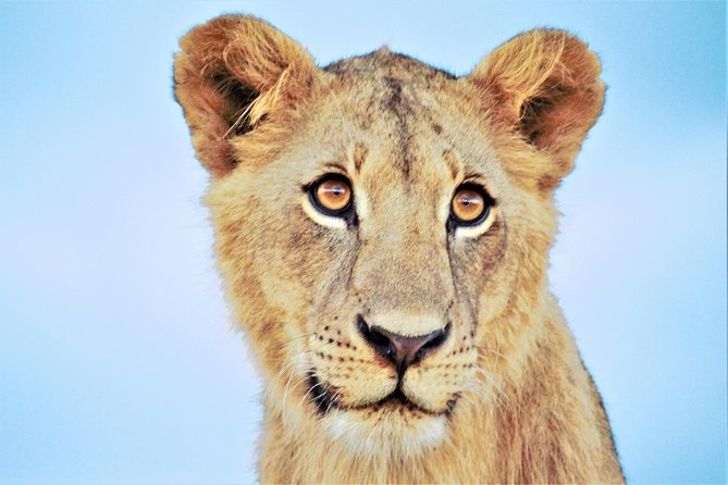 Nairobi National Park Half Day Tour - Duration and Itinerary