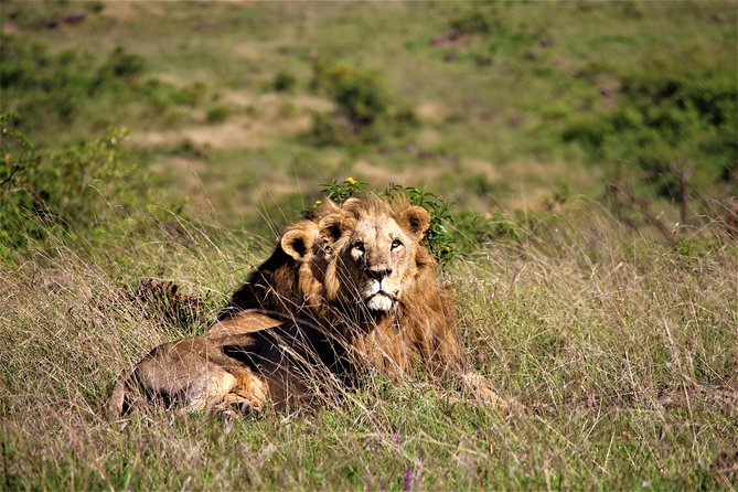 Nairobi National Park Half Day Tour - Customer Reviews