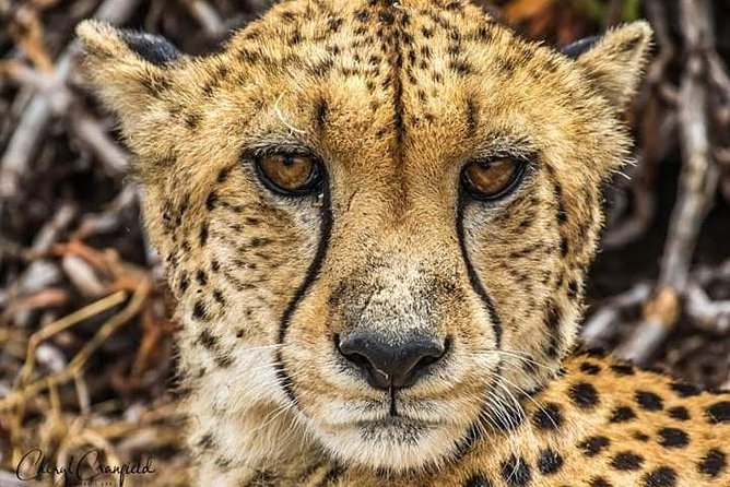 Nairobi National Park Half Day Tour - Private Dawn Safari Experience