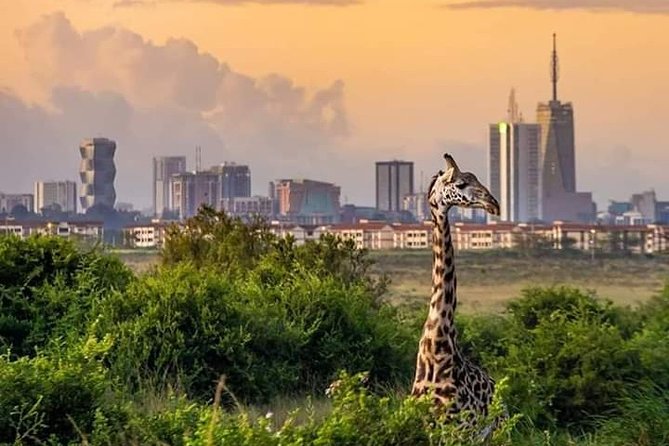 Nairobi National Park Half Day Tour - Pickup Arrangements and Confirmation