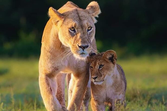 Nairobi National Park Half Day Tour - Booking and Cancellation Policy