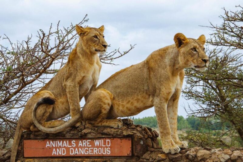 Nairobi National Park Morning or Evening Game Drive - Key Points