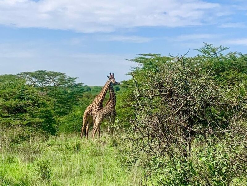 Nairobi National Park Morning or Evening Game Drive - What to Expect on the Tour