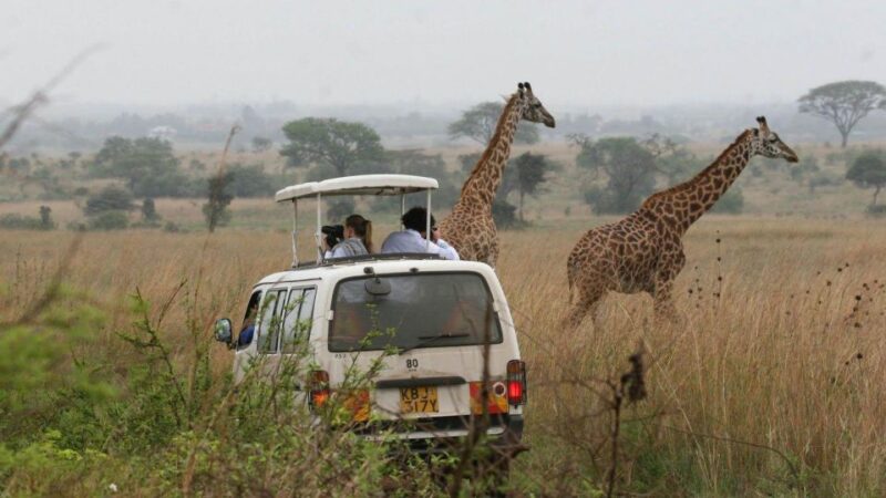 Nairobi National Park Morning or Evening Game Drive - Morning Game Drive Option