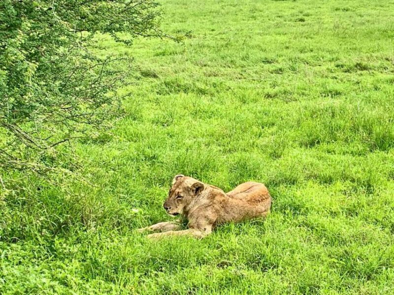 Nairobi National Park Morning or Evening Game Drive - Afternoon Game Drive Option