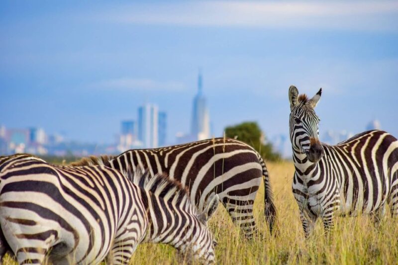 Nairobi National Park Morning or Evening Game Drive - Booking and Cancellation Policy