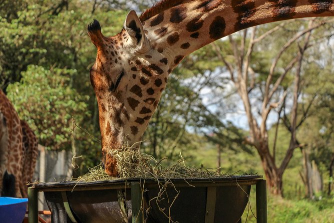 Nairobi National Park Private Safari - Pickup Information