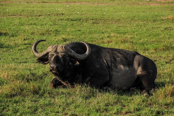 Nairobi National Park Private Safari - Operating Hours