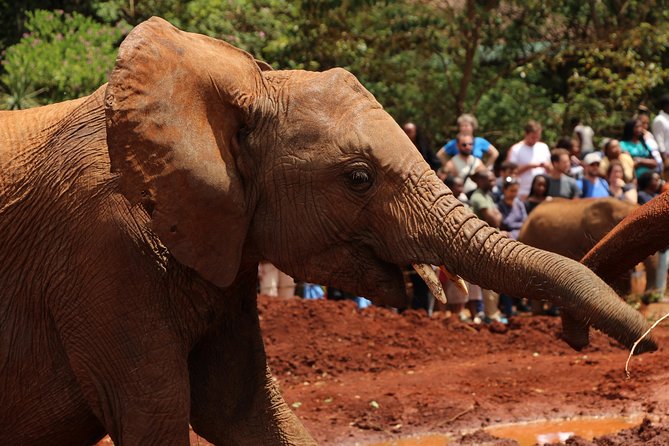 Nairobi National Park Private Safari - Additional Information