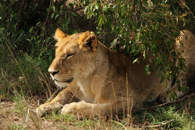 Nairobi National Park Private Safari - Photographic Opportunities