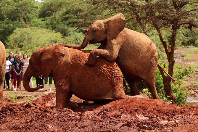 Nairobi National Park Private Safari - Customization Options